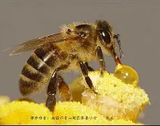 小蜜蜂曾承诺今夏可2600万镑放走维萨，现